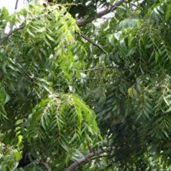 Natural Neem Tree